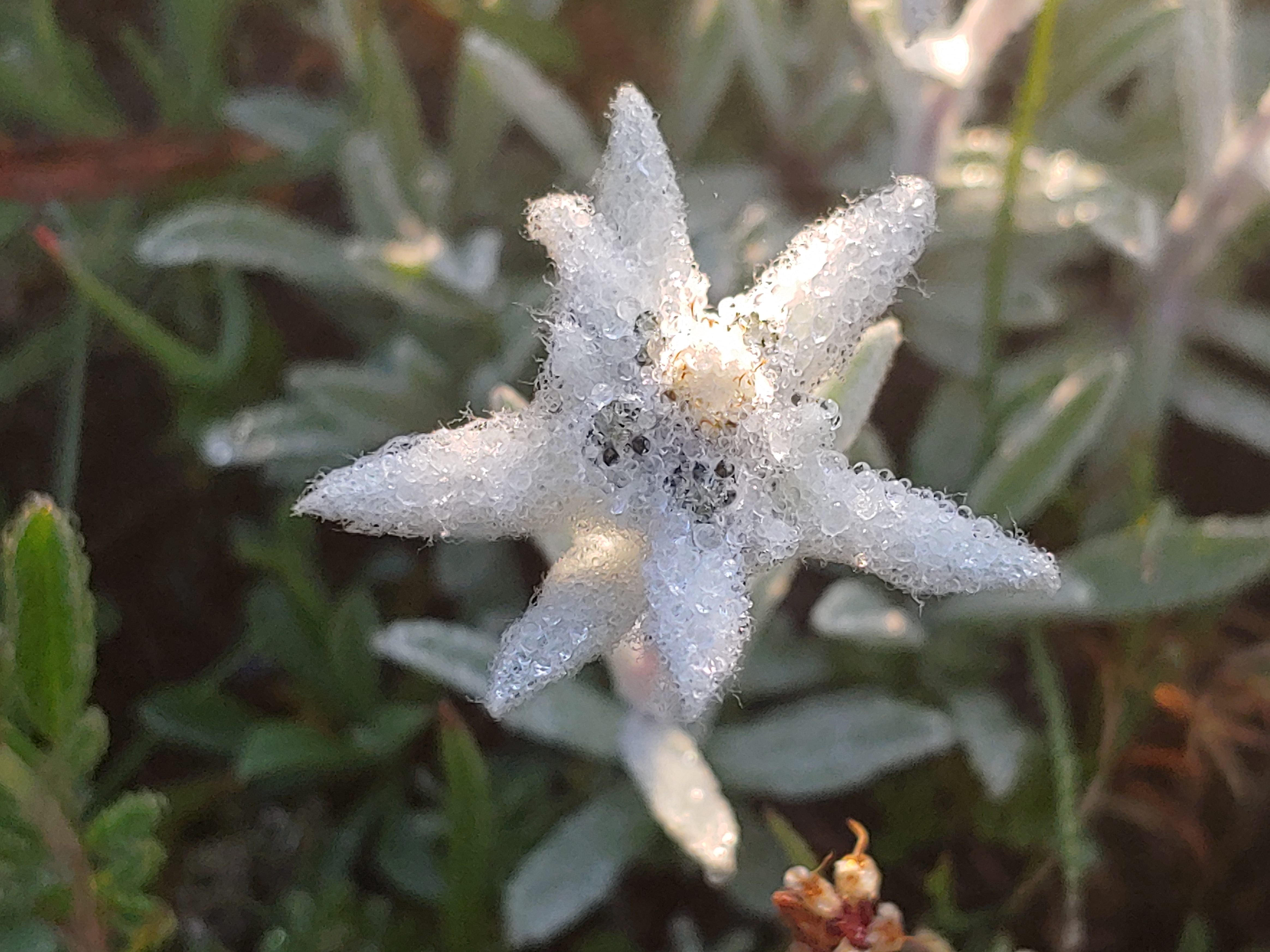 stella alpina